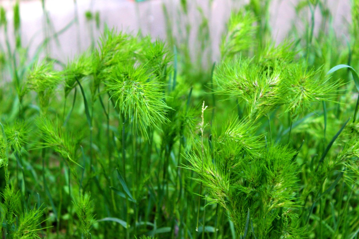 Трава мурава семена