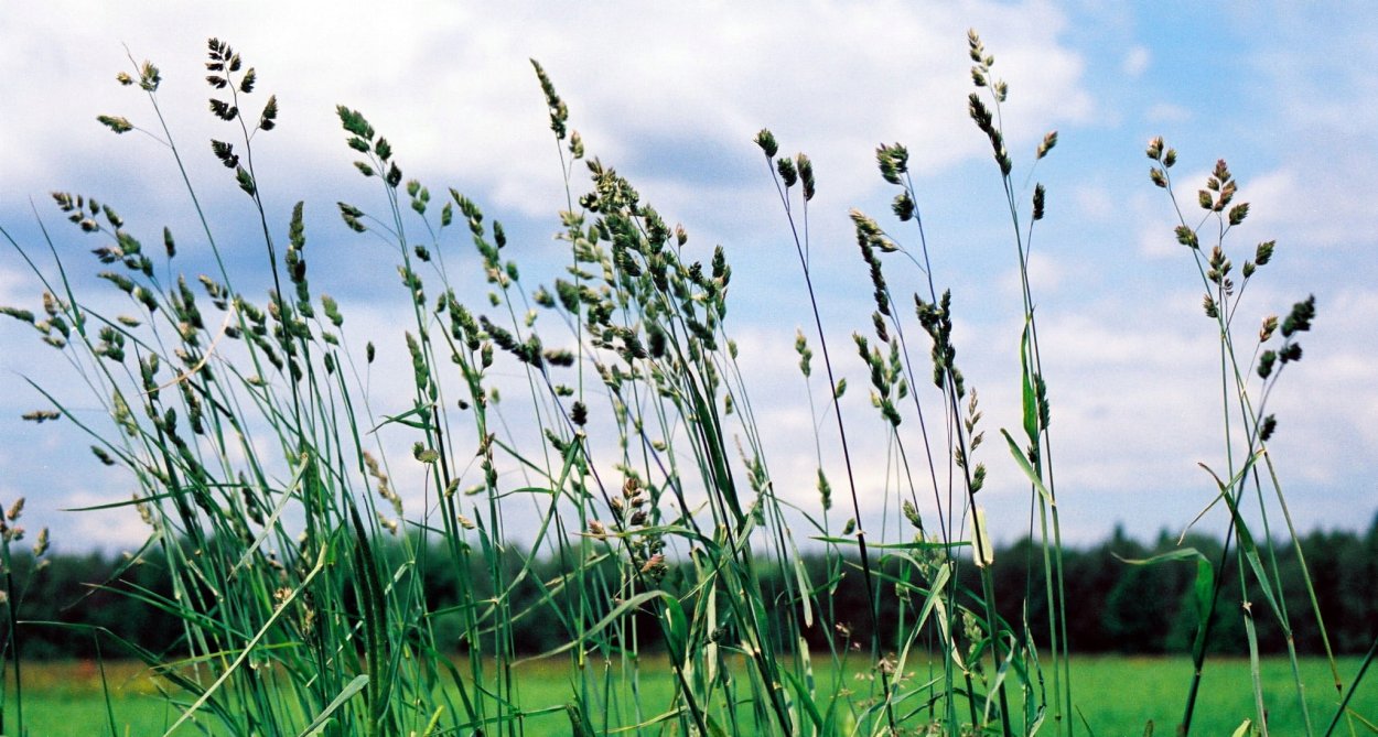 Трава обыкновенная