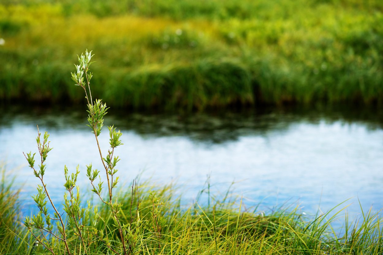 Травка-муравка спорыш