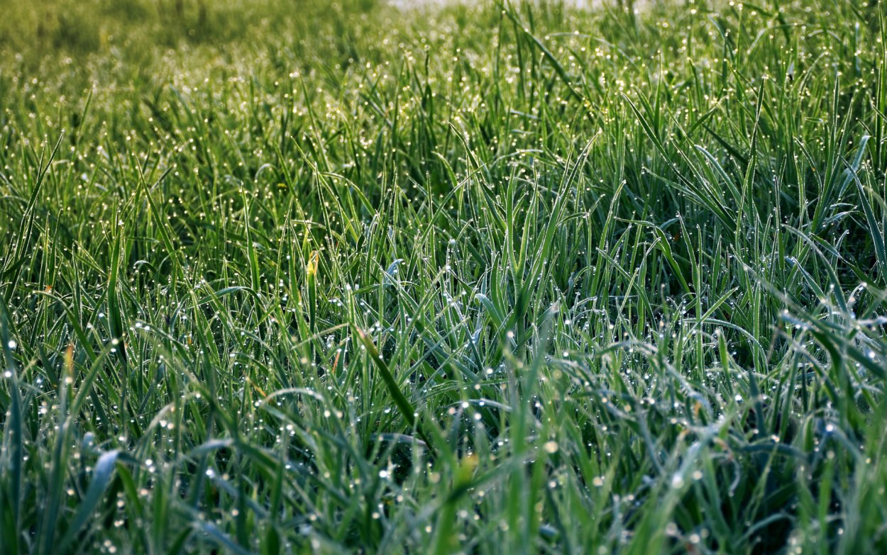 Горец птичий спорыш