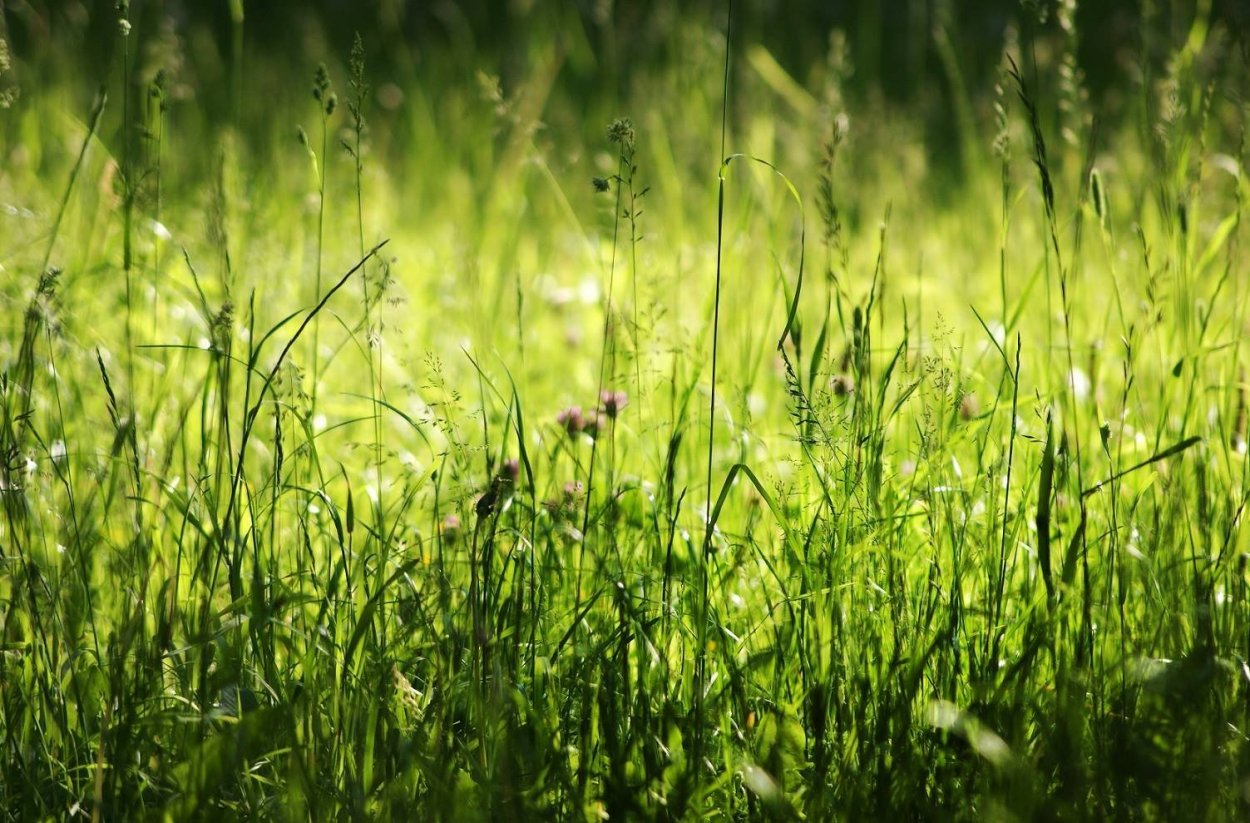Маленькие ромашки на газоне