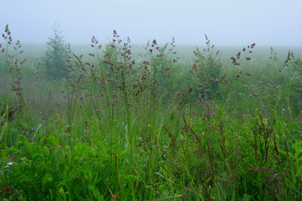 Трава-мурава цвет