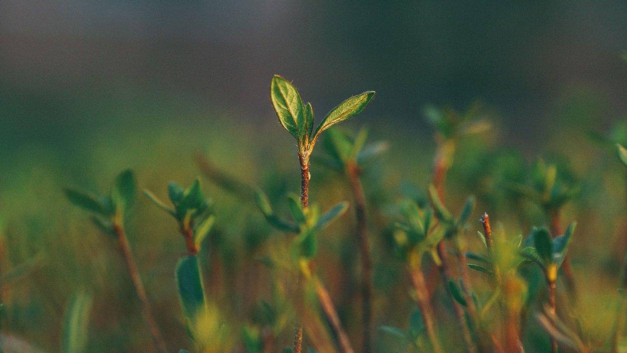 Спорыш (Горец птичий) трава