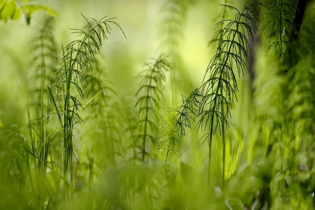 Высокая трава