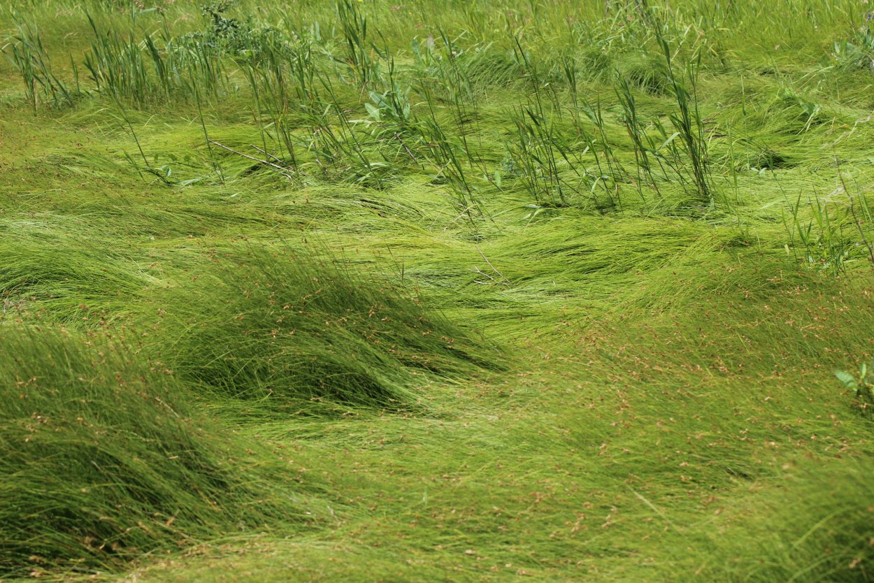 Трава Эстетика