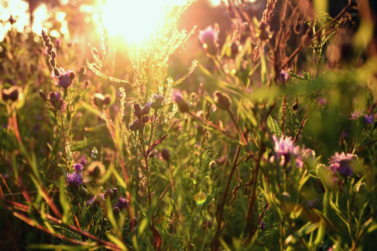 Горец птичий (Polygonum aviculare)