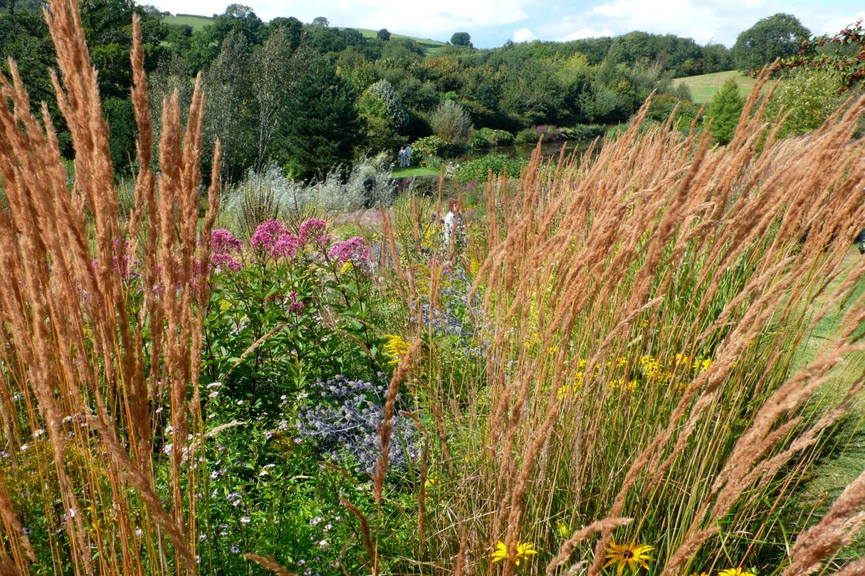Вейник Луговой семена