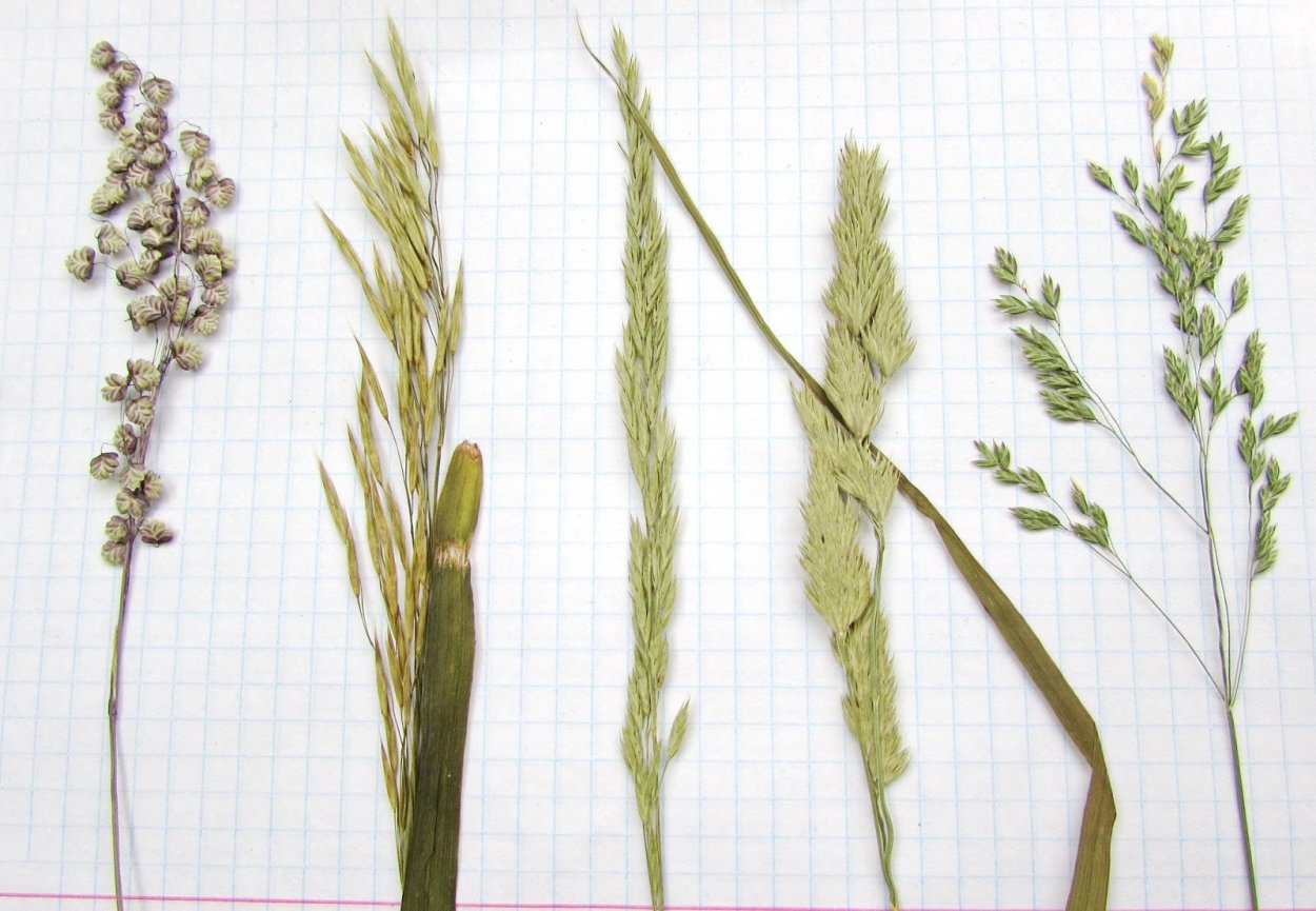 – Ежа сборная Dáctylis glomeráta