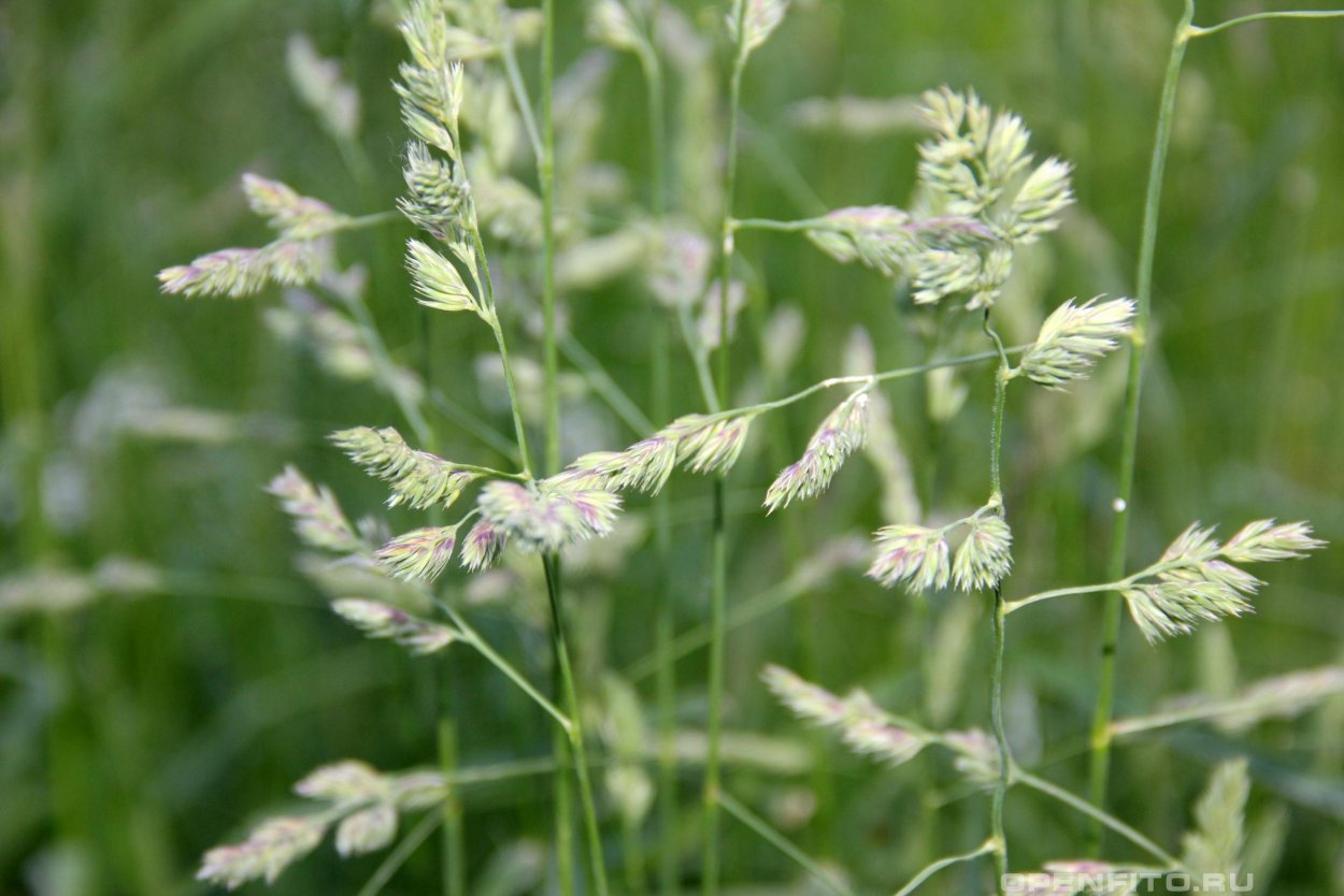 Однодольные злаковые сорняки