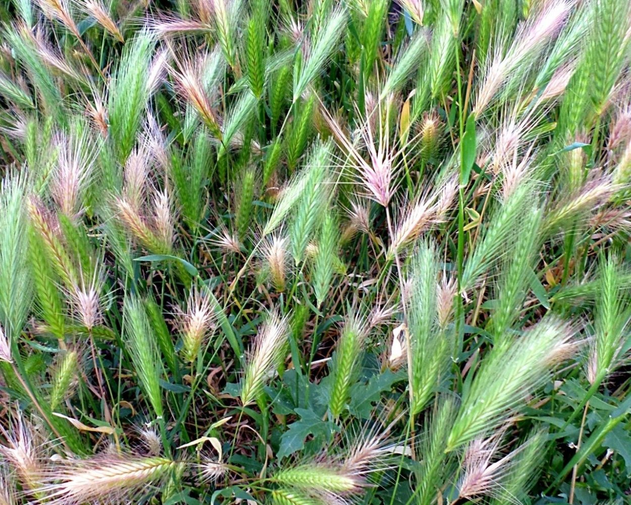 Вейник тростниковидный Calamagrostis arundinacea