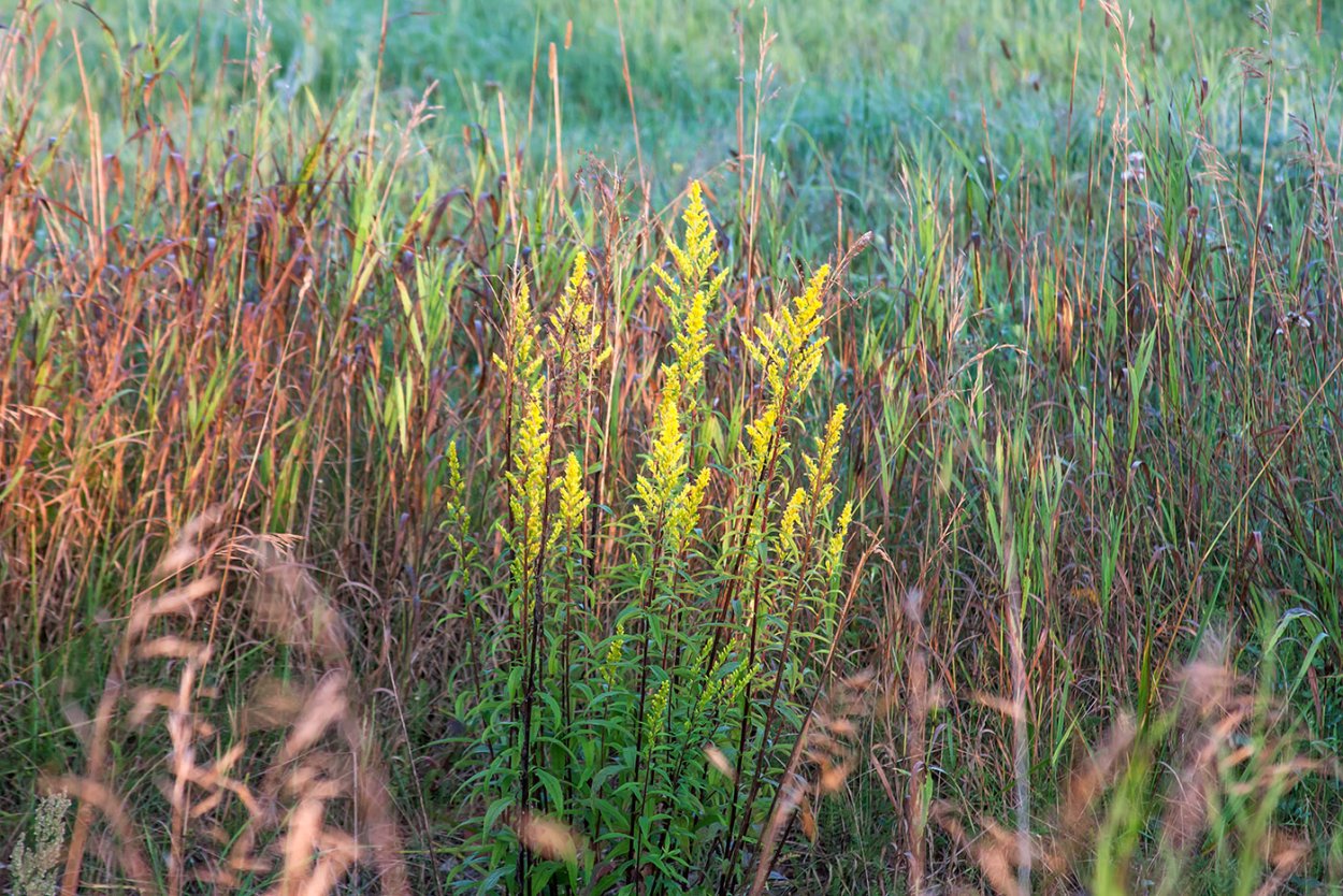 Горец птичий Плантариум