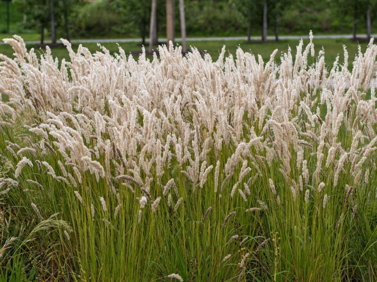 Перловник трансильванский Melica transsilvanica