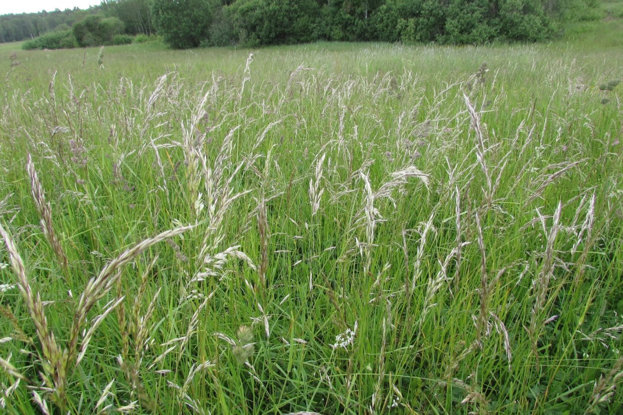 Мятлик Луговой POA pratensis l.