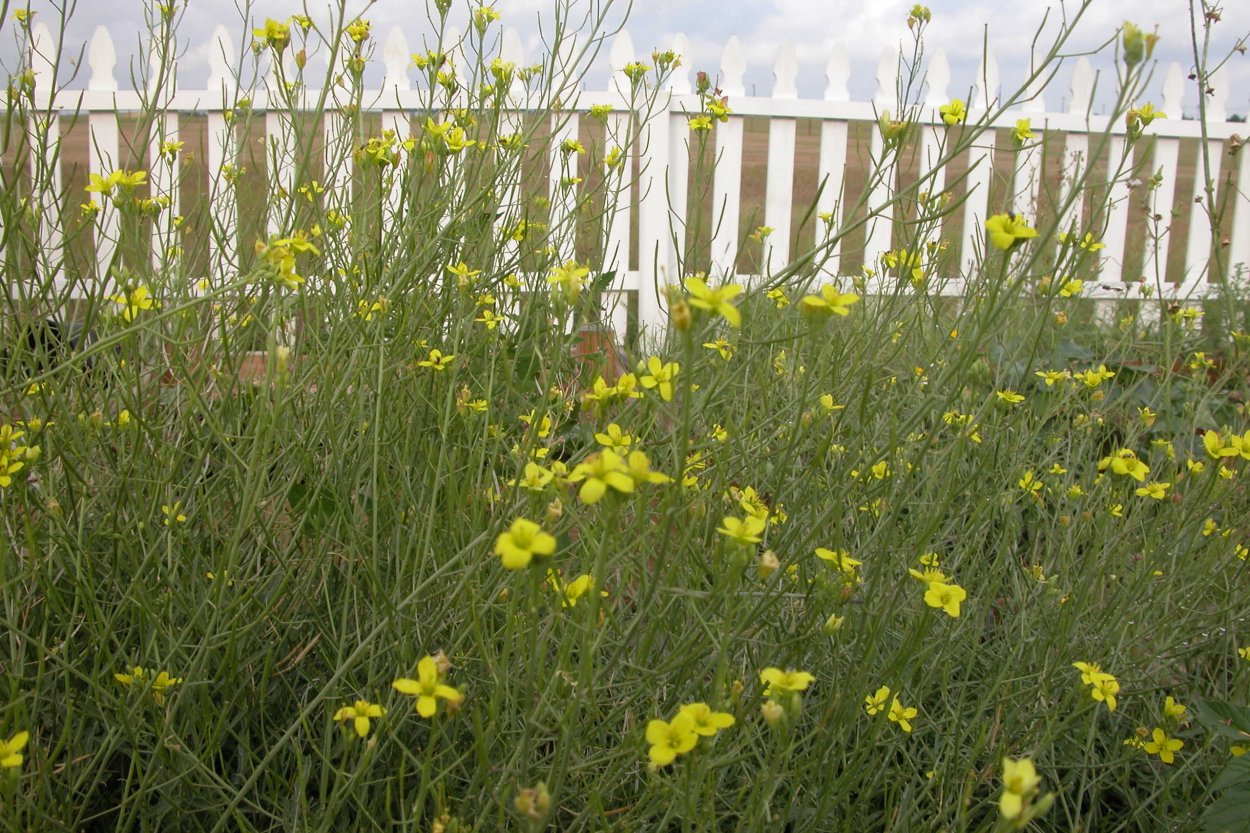 Цветущая руккола