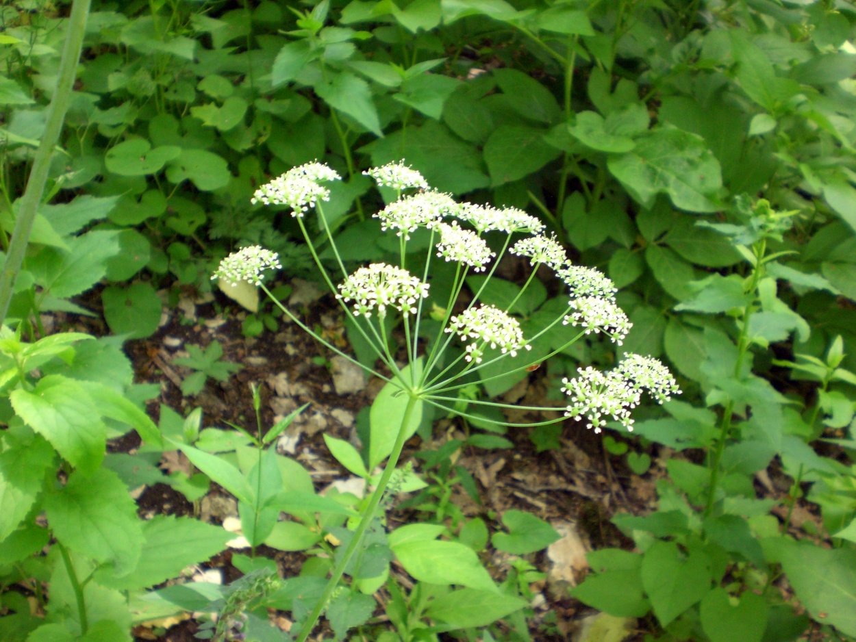 Вёх ядовитый (цикута)