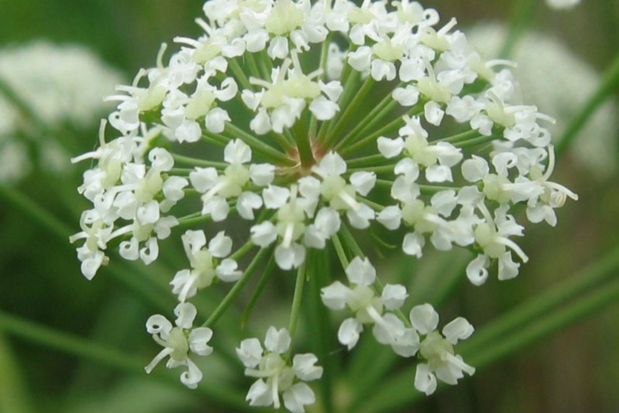 Цикута ядовитая вех ядовитый