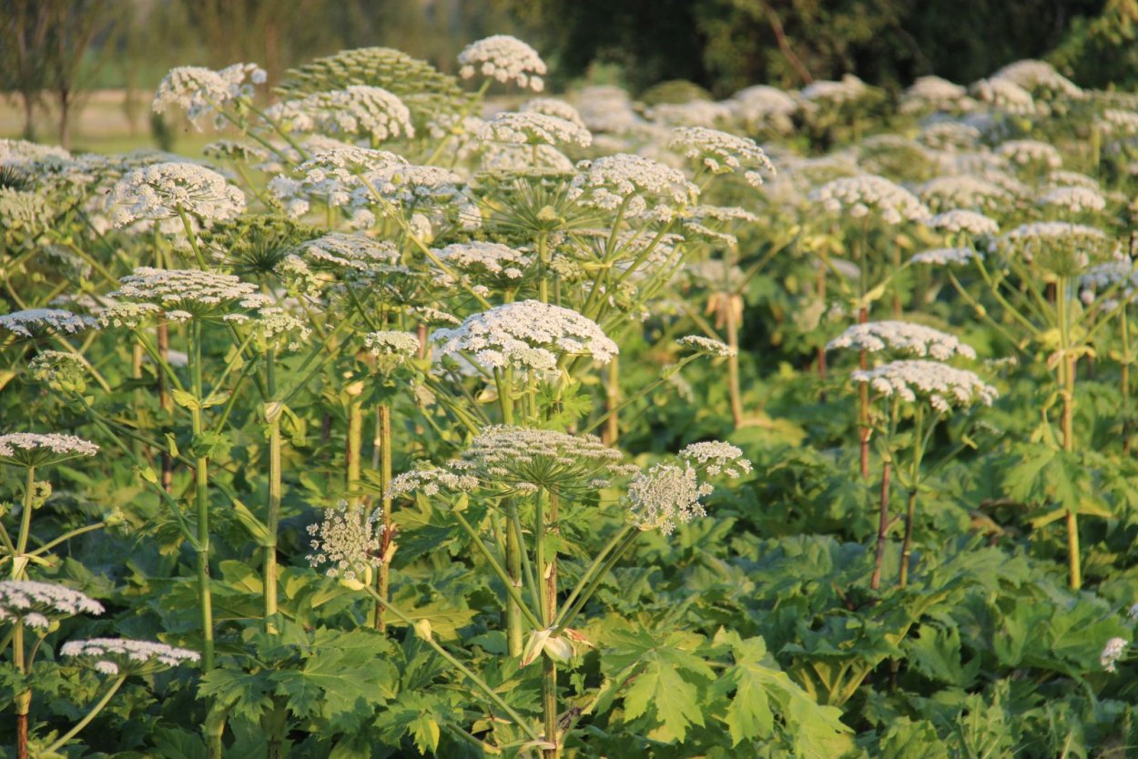 Цикута Дудник