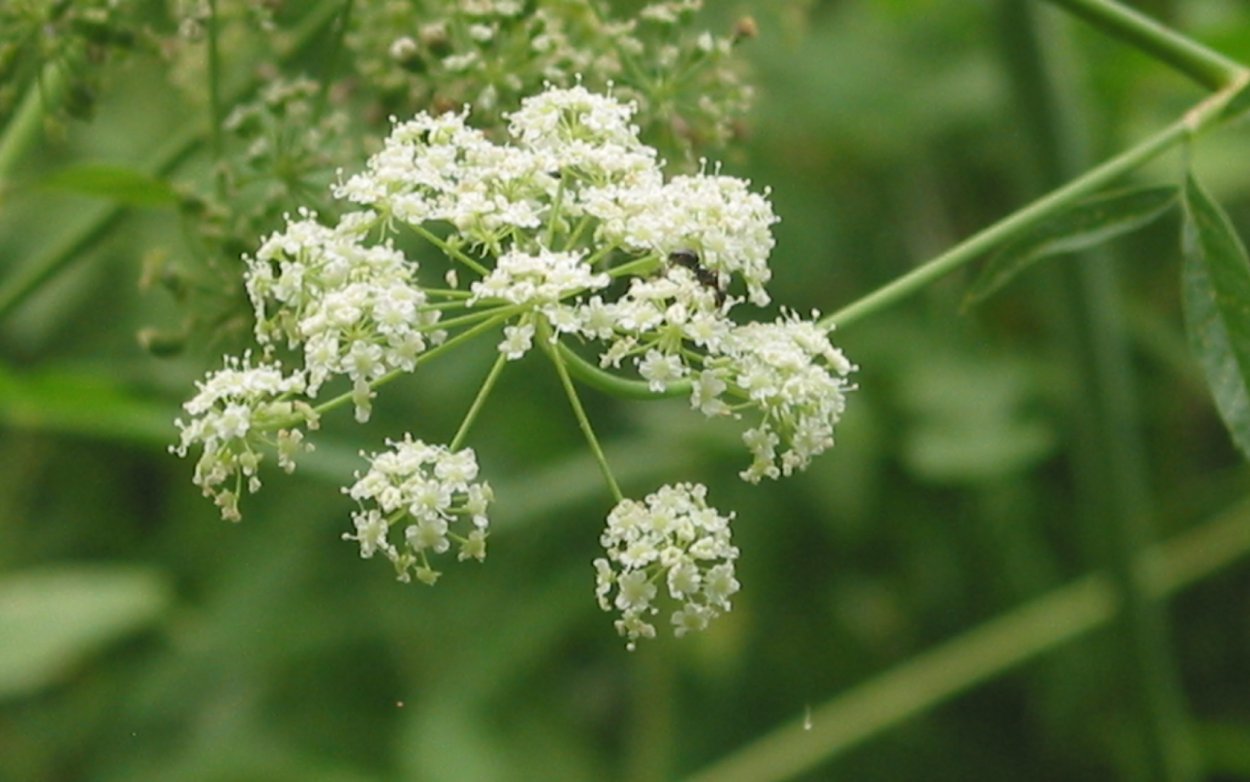 Цикута ядовитая ягода