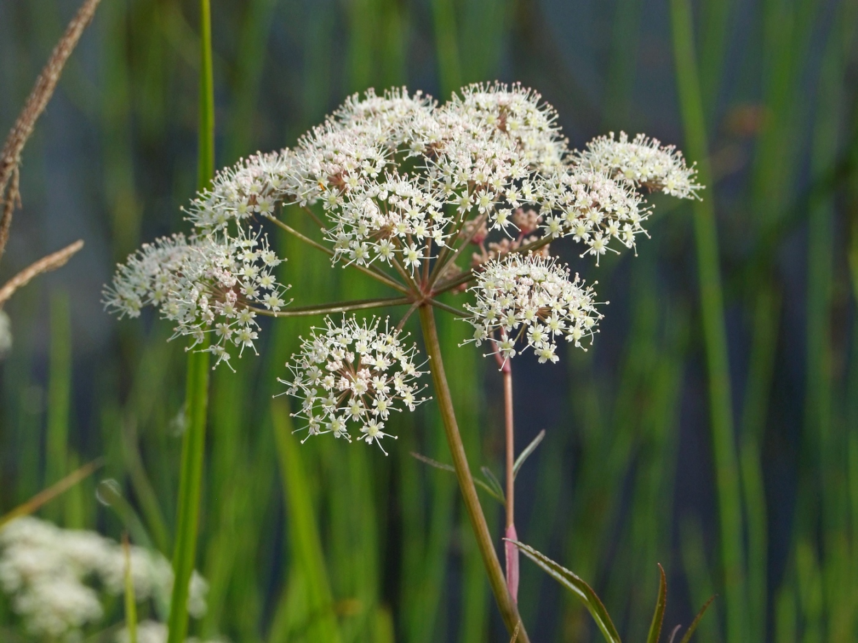 Болиголов пятнистый (омег)