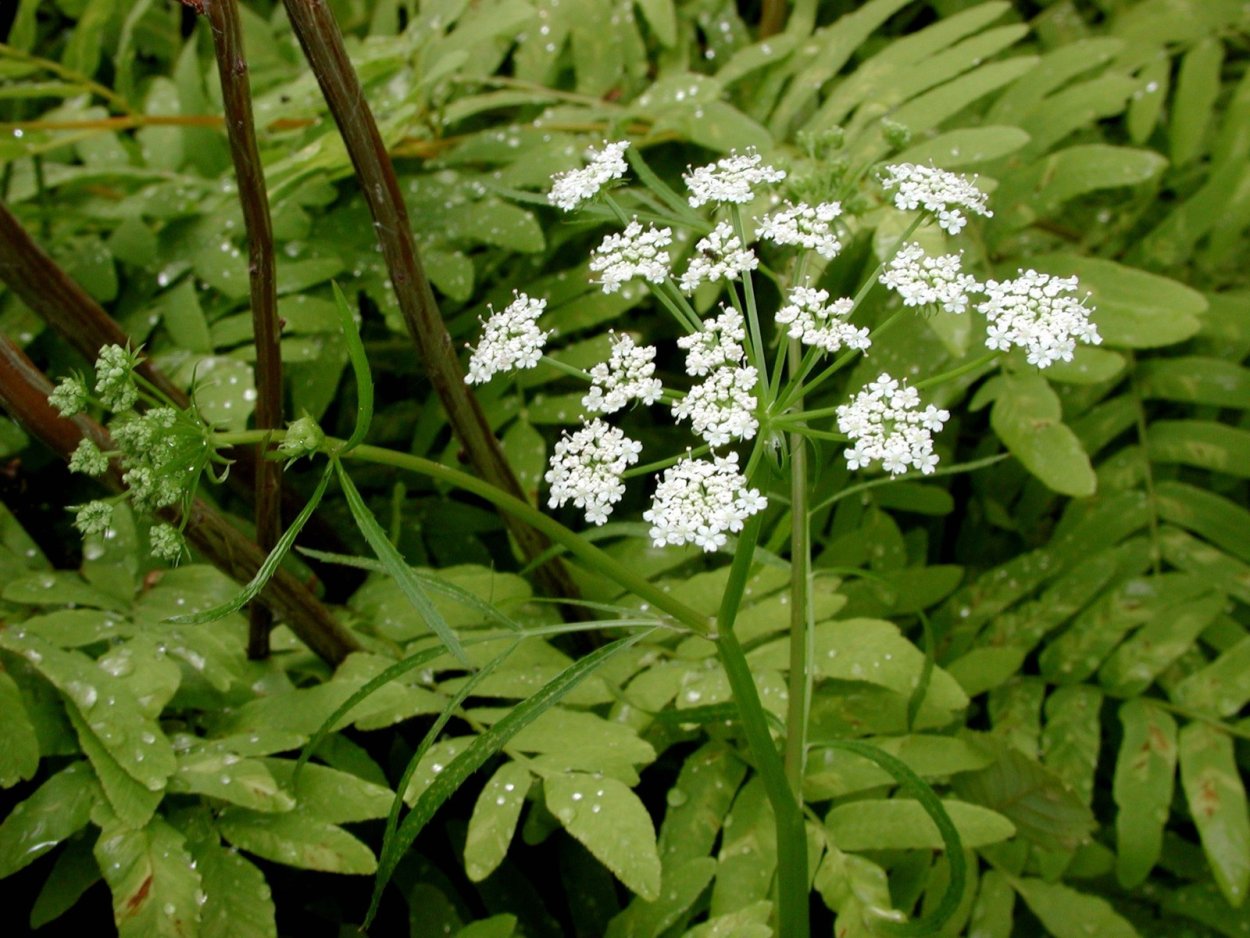 Цикута болиголов