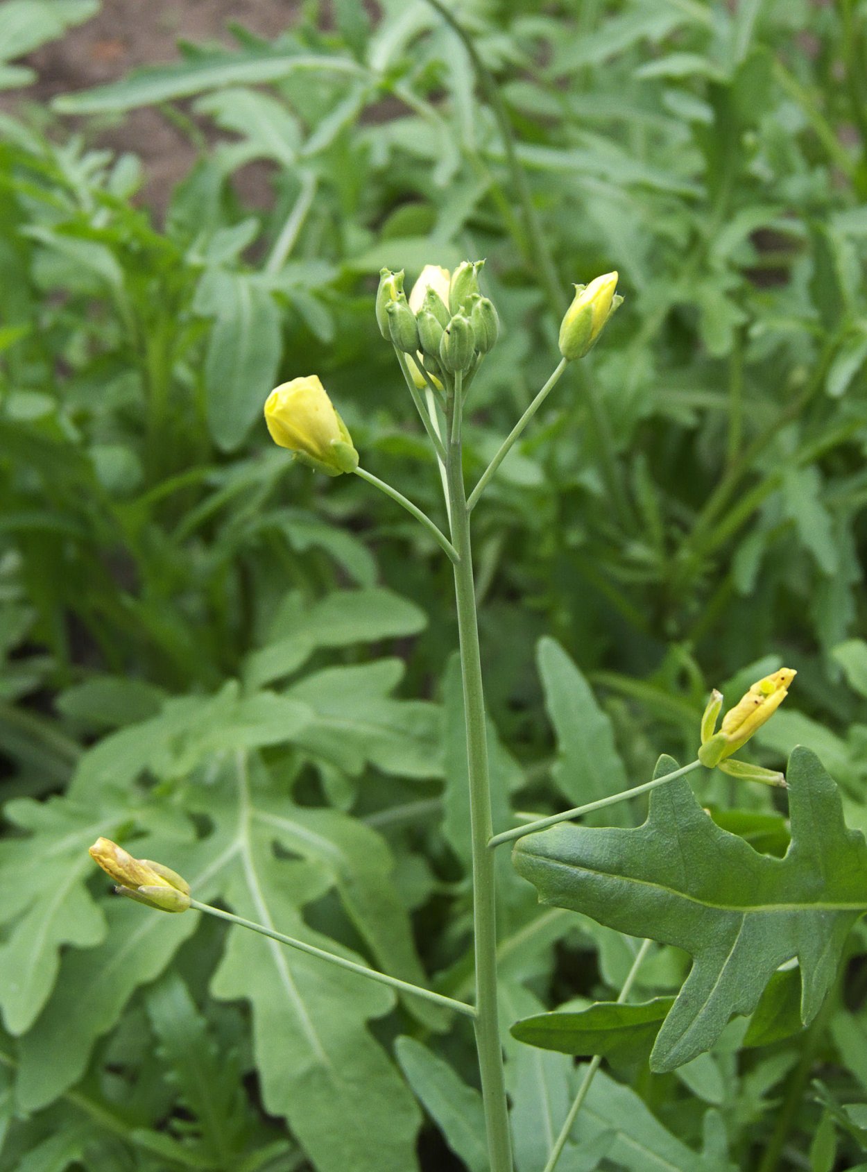 Сорная трава на участке