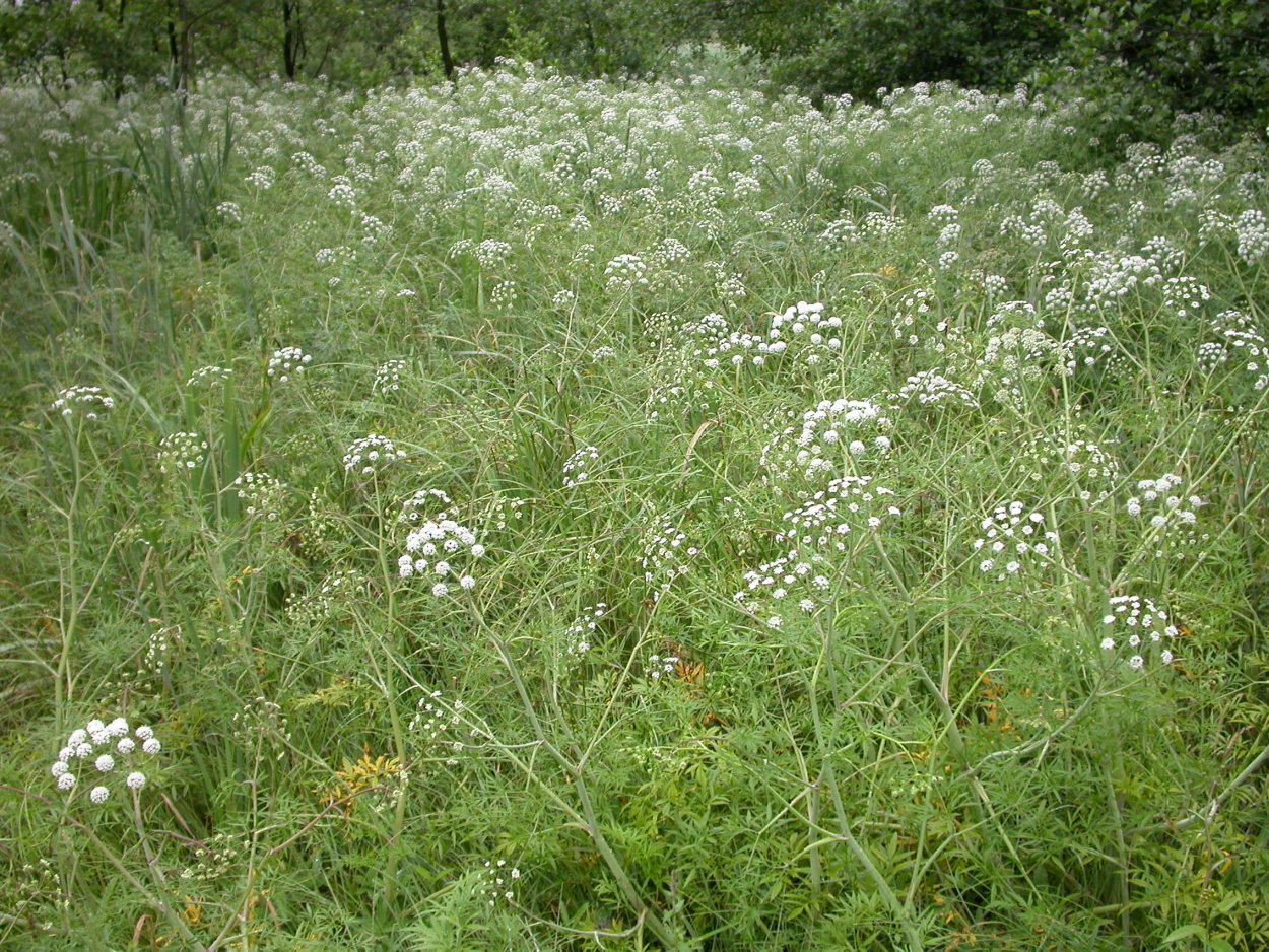 Цикута листорасположения