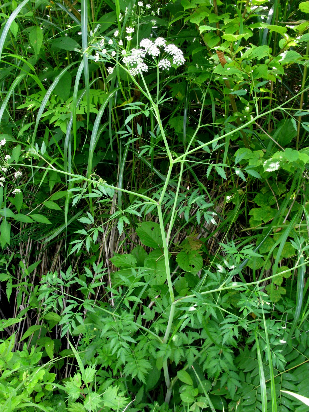 Вех ядовитый цикута