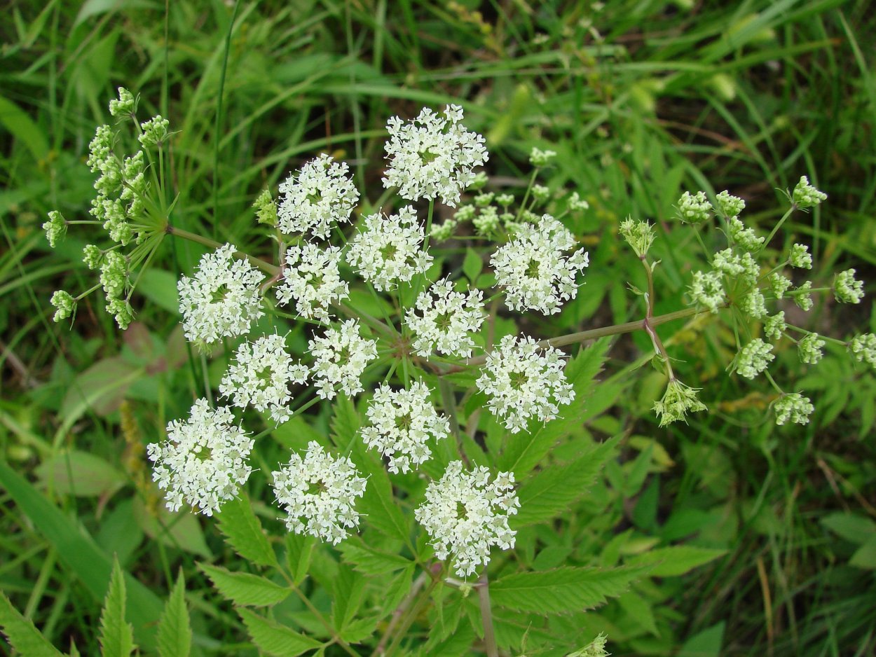 Омежник ядовитый