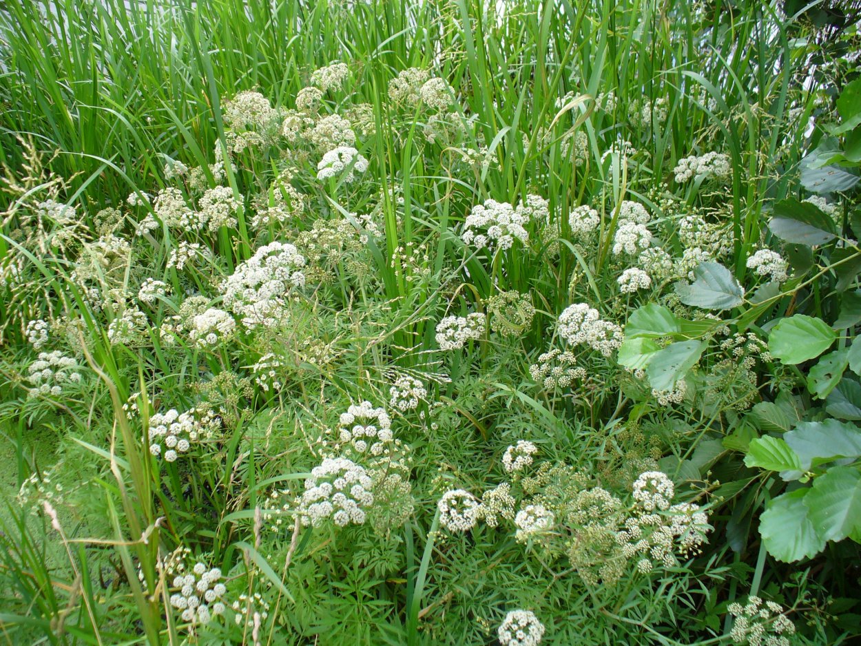 Цикута белая