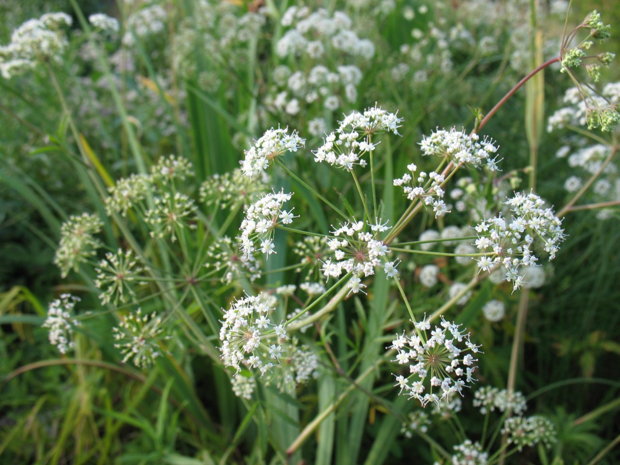 Вех ядовитый ядовитое растение