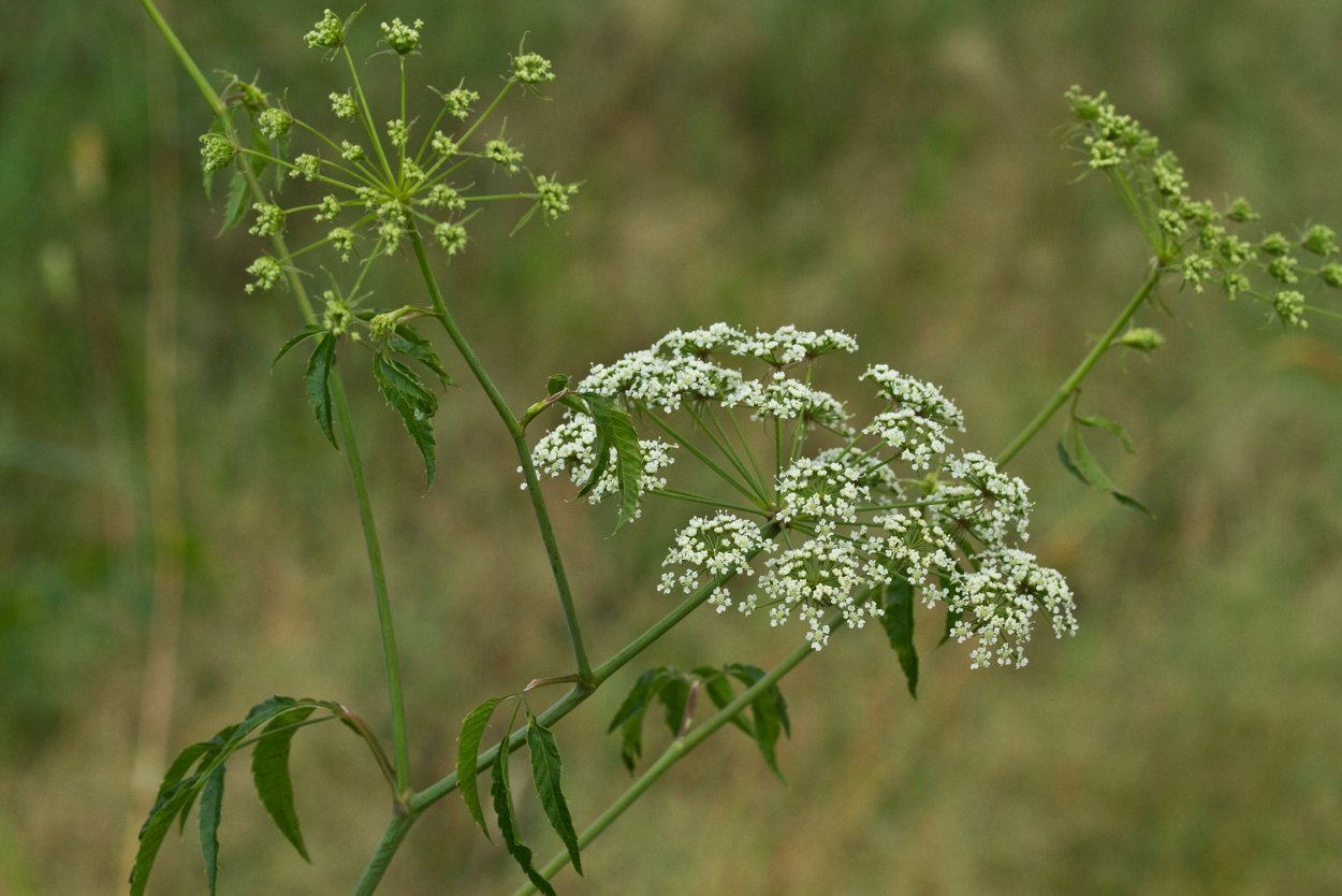 Вех ядовитый