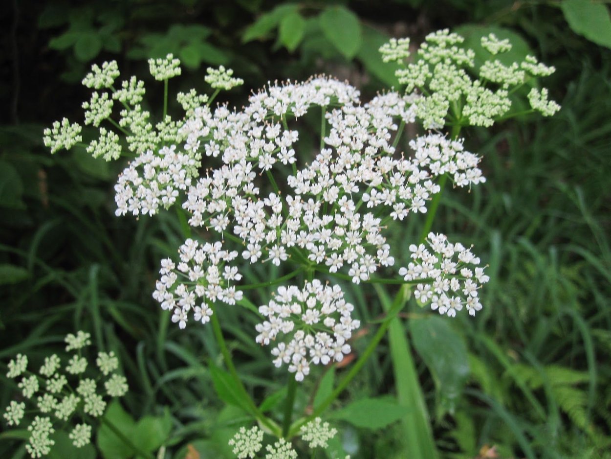 Цикута Вироза цветок полевой