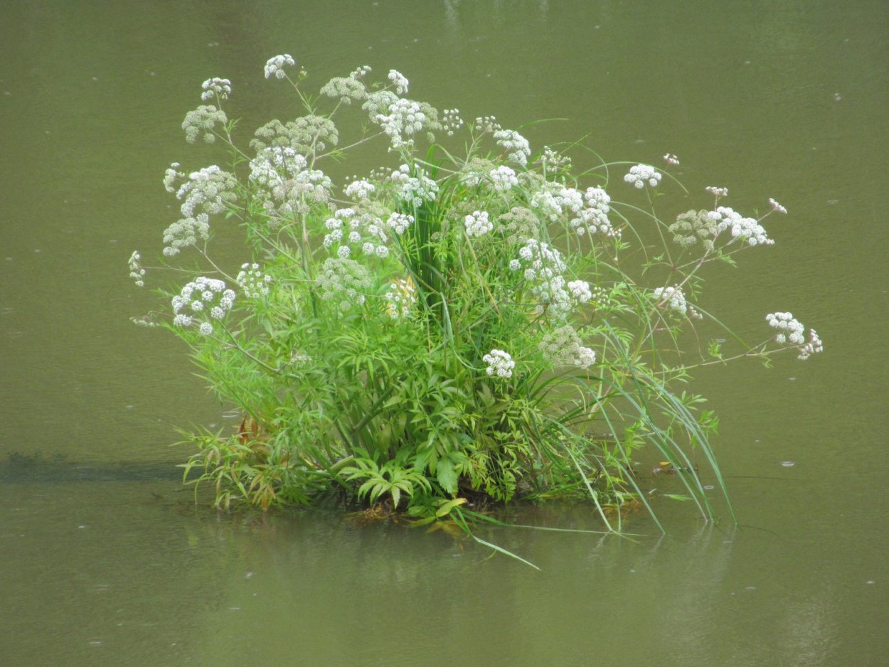 Омежник Фламинго