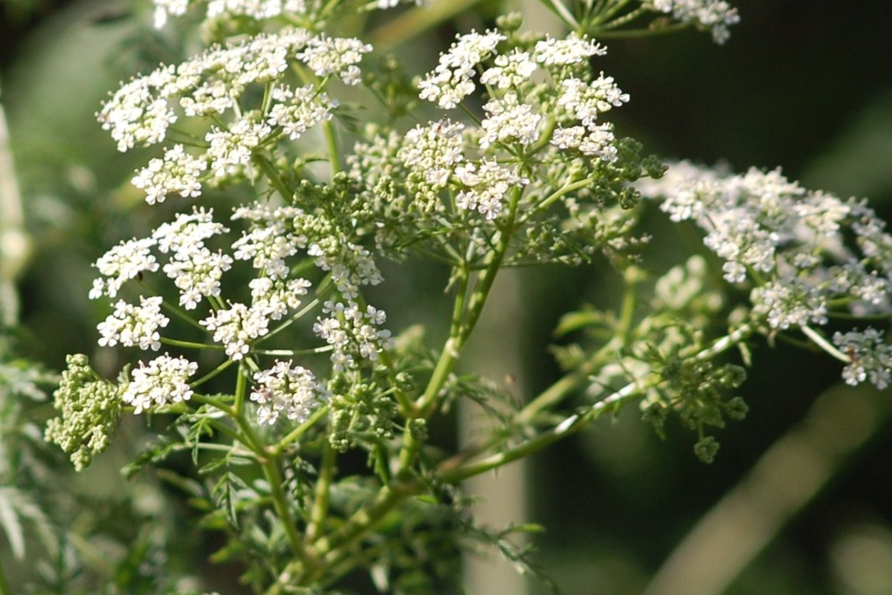 Цикута Дудник