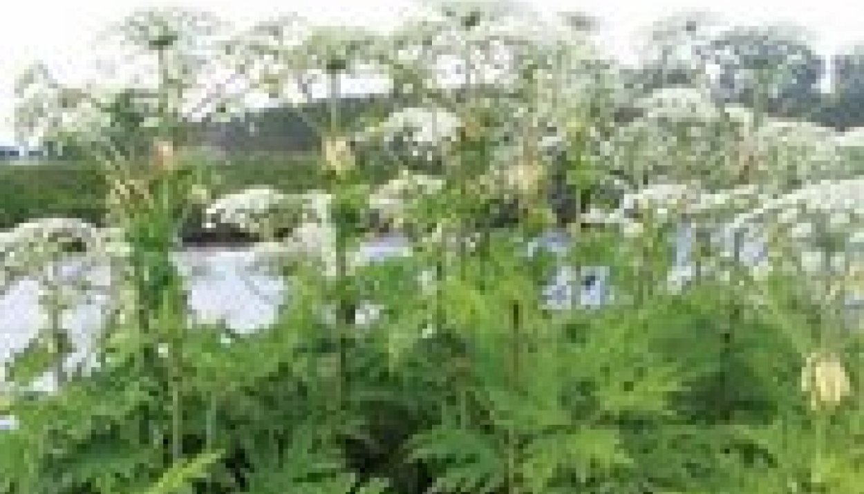 Вех ядовитый ядовитое растение