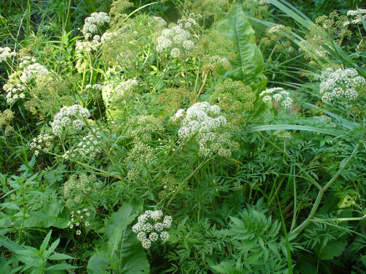 Болиголов пятнистый цикута