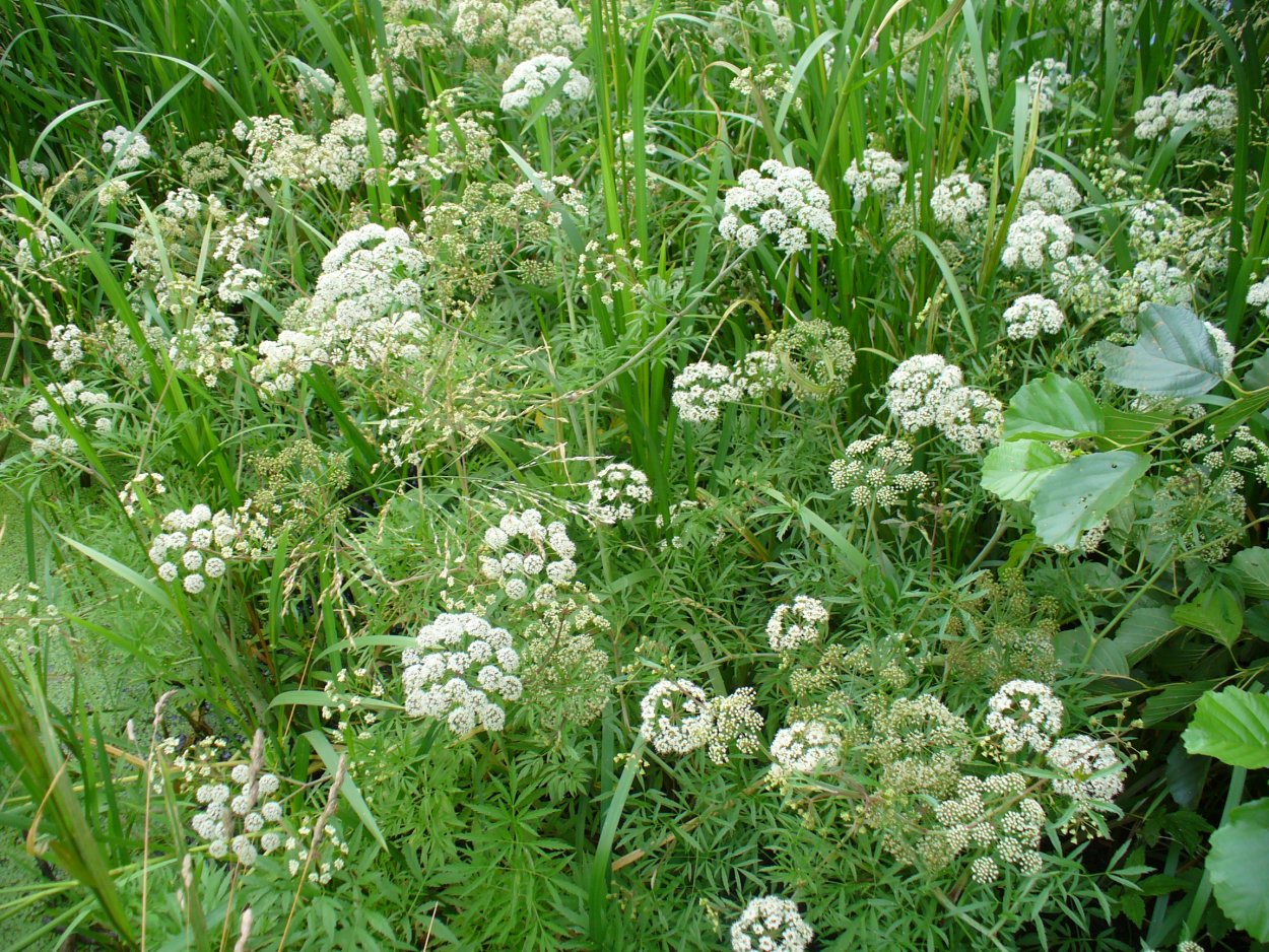 Омежник шафрановый