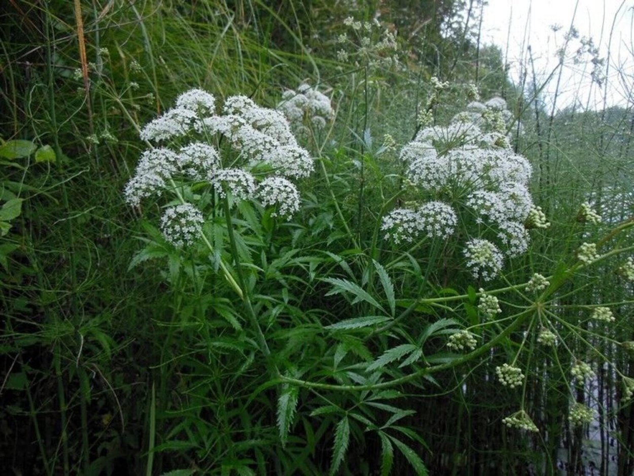 Вёх ядовитый (цикута)