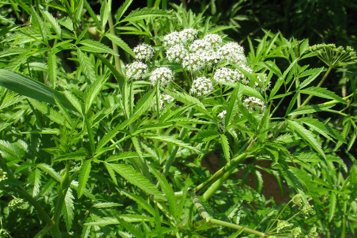 Вёх ядовитый