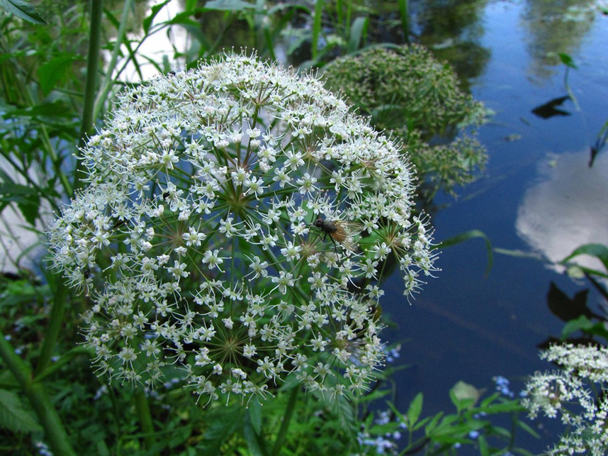 Ядовитое растение цикута