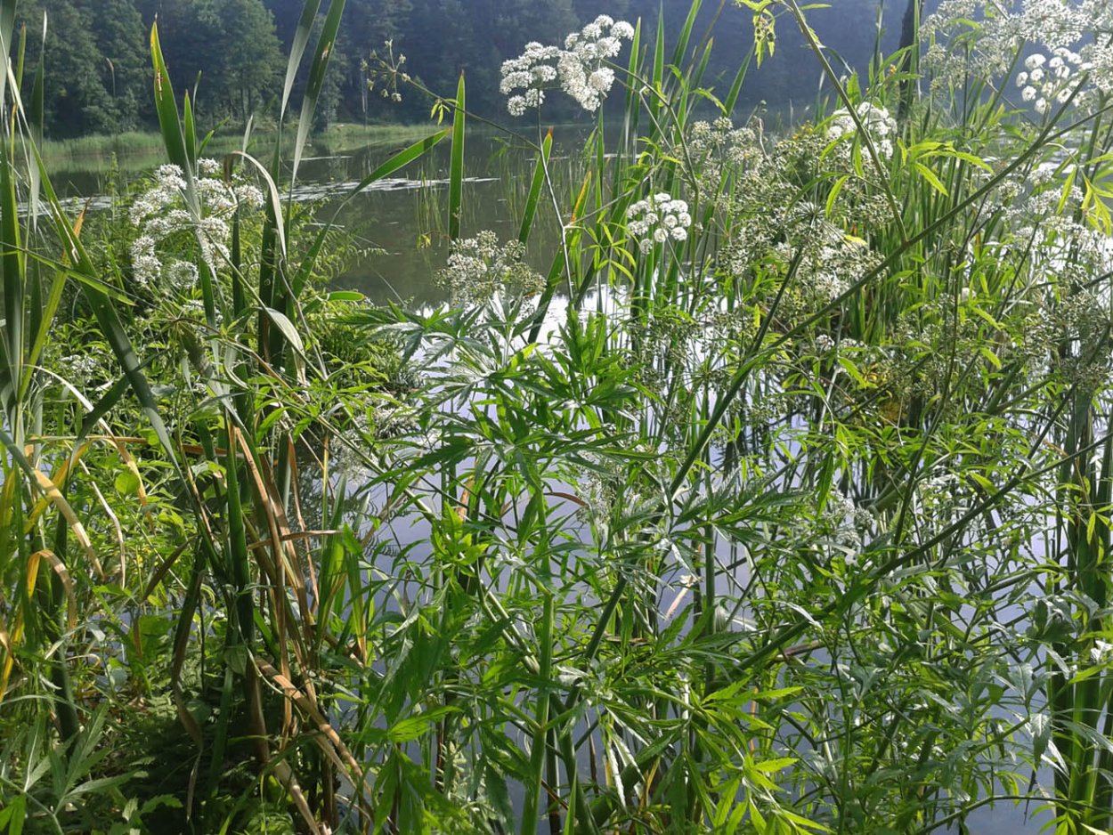 Борщевик болиголов вех