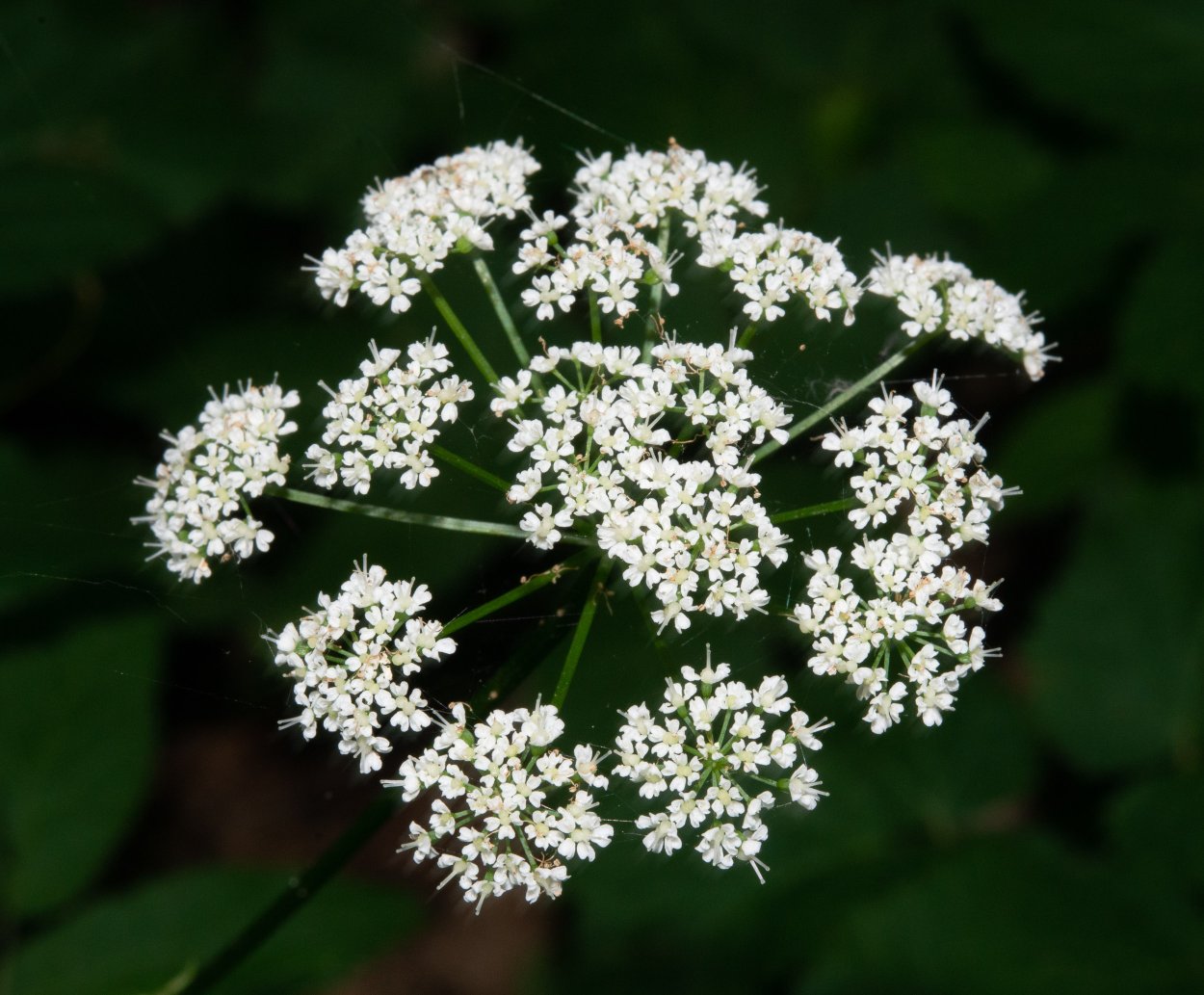 Болиголов пятнистый