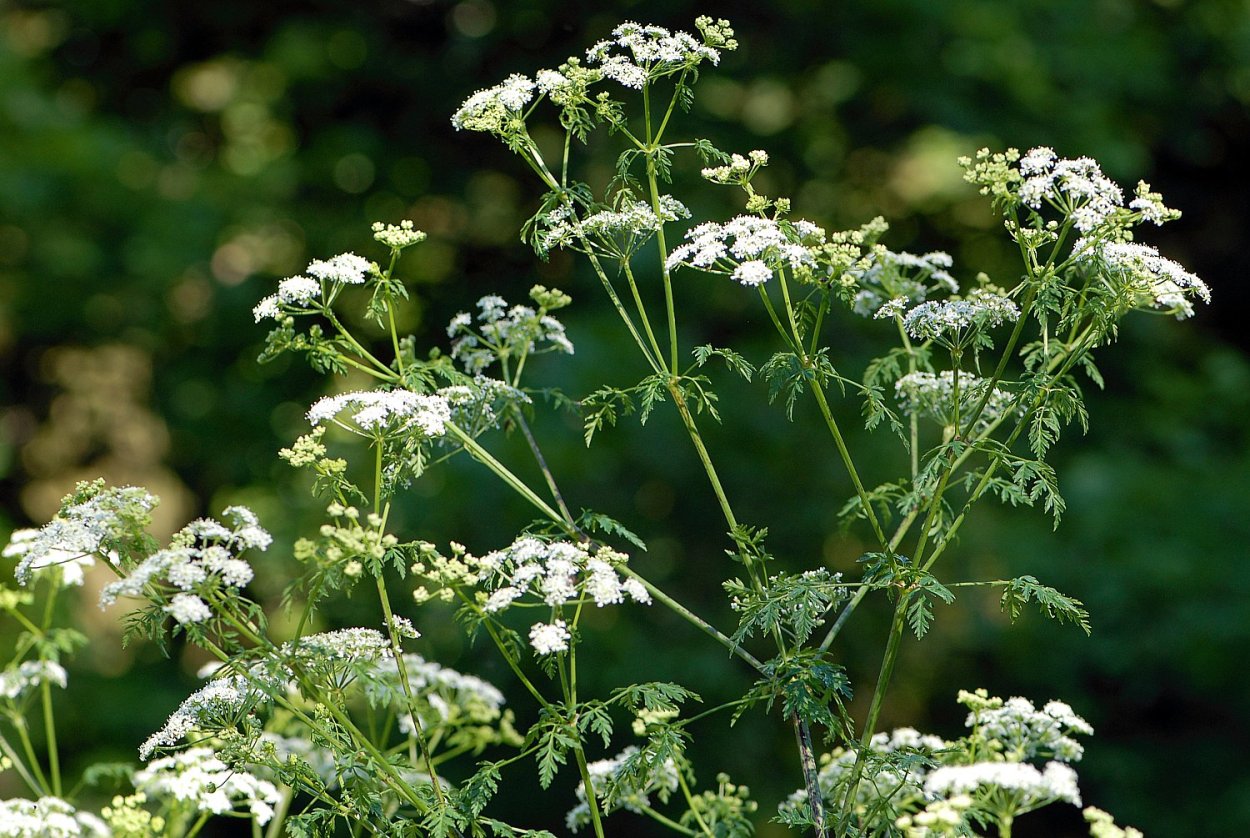 Cicuta virosa корень