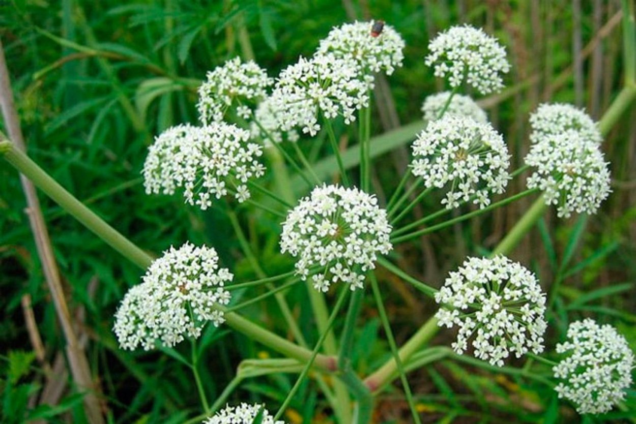 Вех ядовитый Плантариум