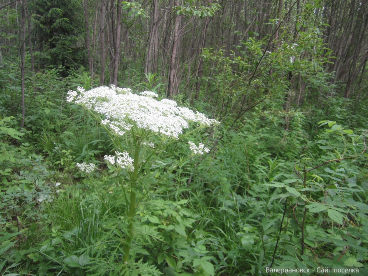 Вех ядовитый цикута