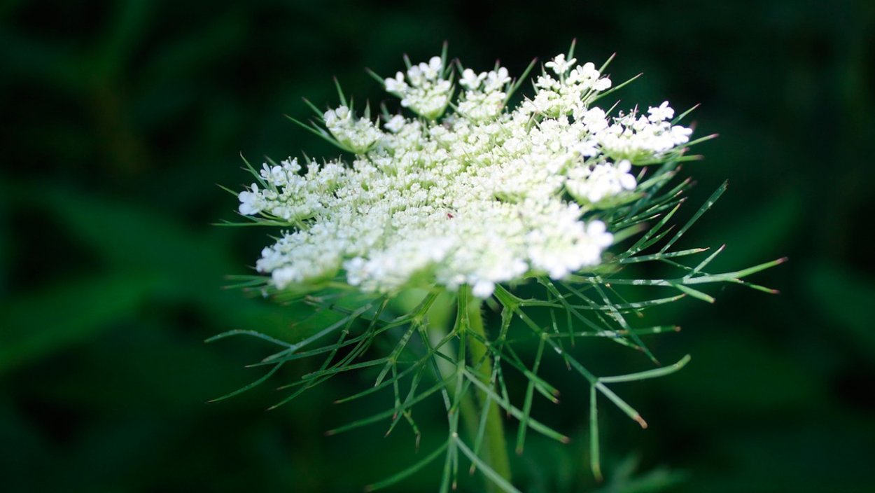 Вех ядовитый цикута