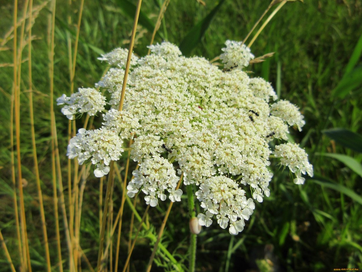 Зонтичные луговые растения