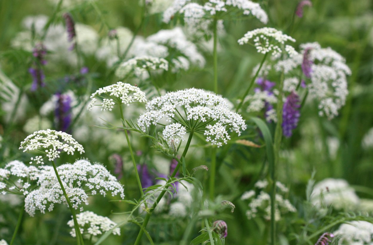 Полевая сныть