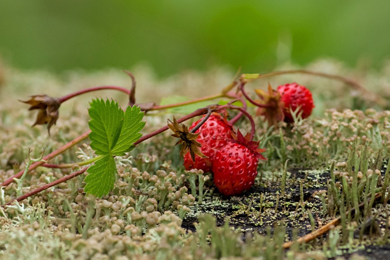 Земляника Дикая Лесная