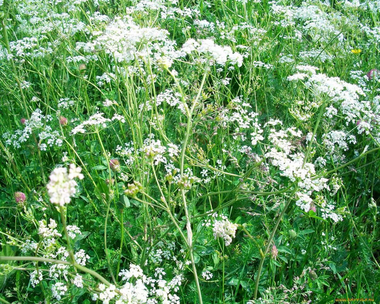 Векторный укроп